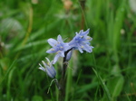26498 Blue flower.jpg